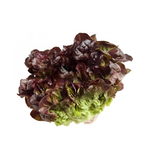 Alcampo Lechuga Hoja De Roble Verde