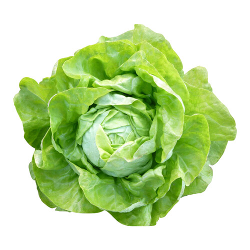 Alcampo Lechuga trocadero 1 Unidad
