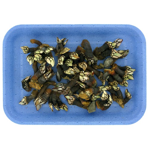 Alcampo Percebes