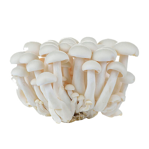 Alcampo Shimeji Blanco Bandeja 150 G