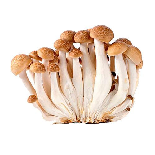 Alcampo Shimeji Marrón 150 G