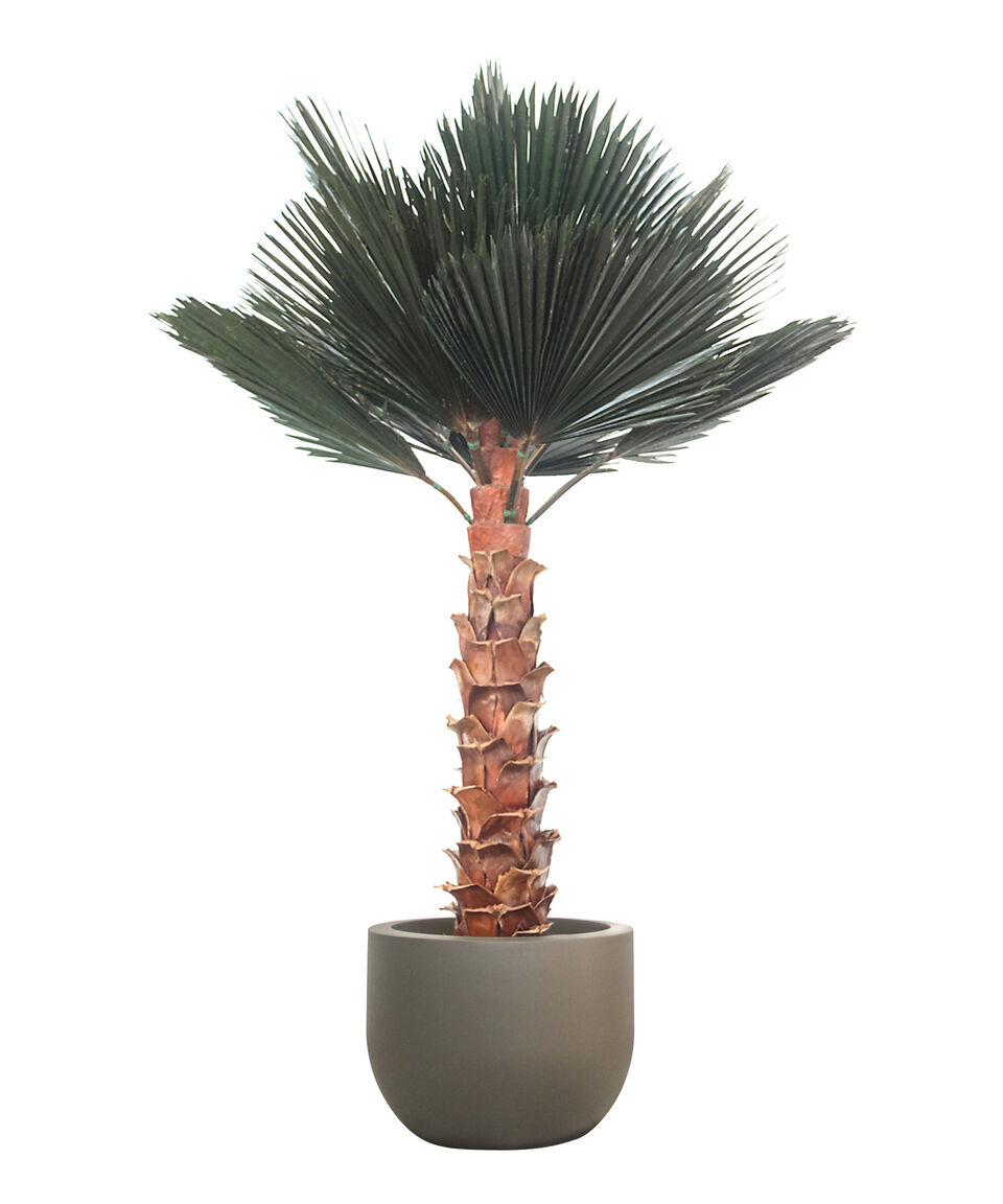 Jaresa Palma Washingtonia 3 M En Fibra De Vidrio