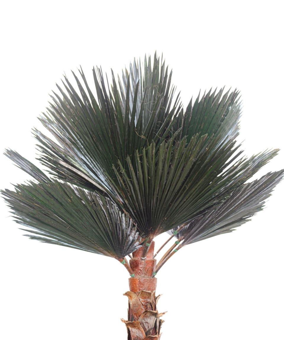 Jaresa Palma Washingtonia 3 M En Fibra De Vidrio