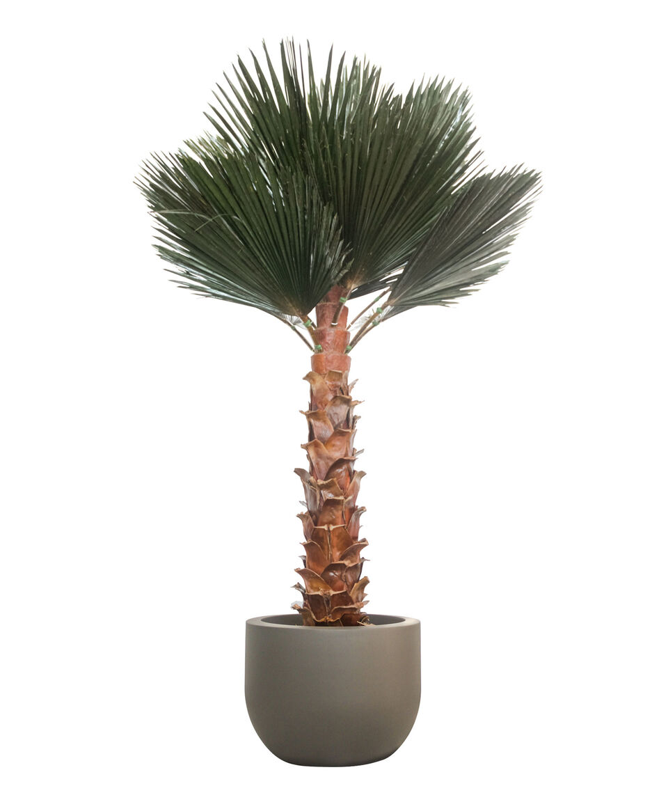 Jaresa Palma Washingtonia 3 m en Fibra de Vidrio