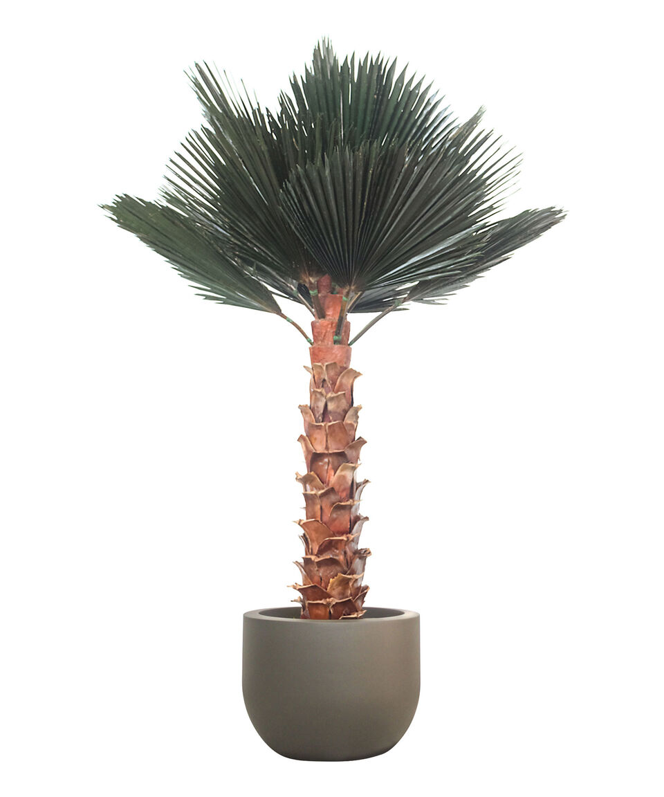 Jaresa Palma Washingtonia 2.40 M En Fibra De Vidrio