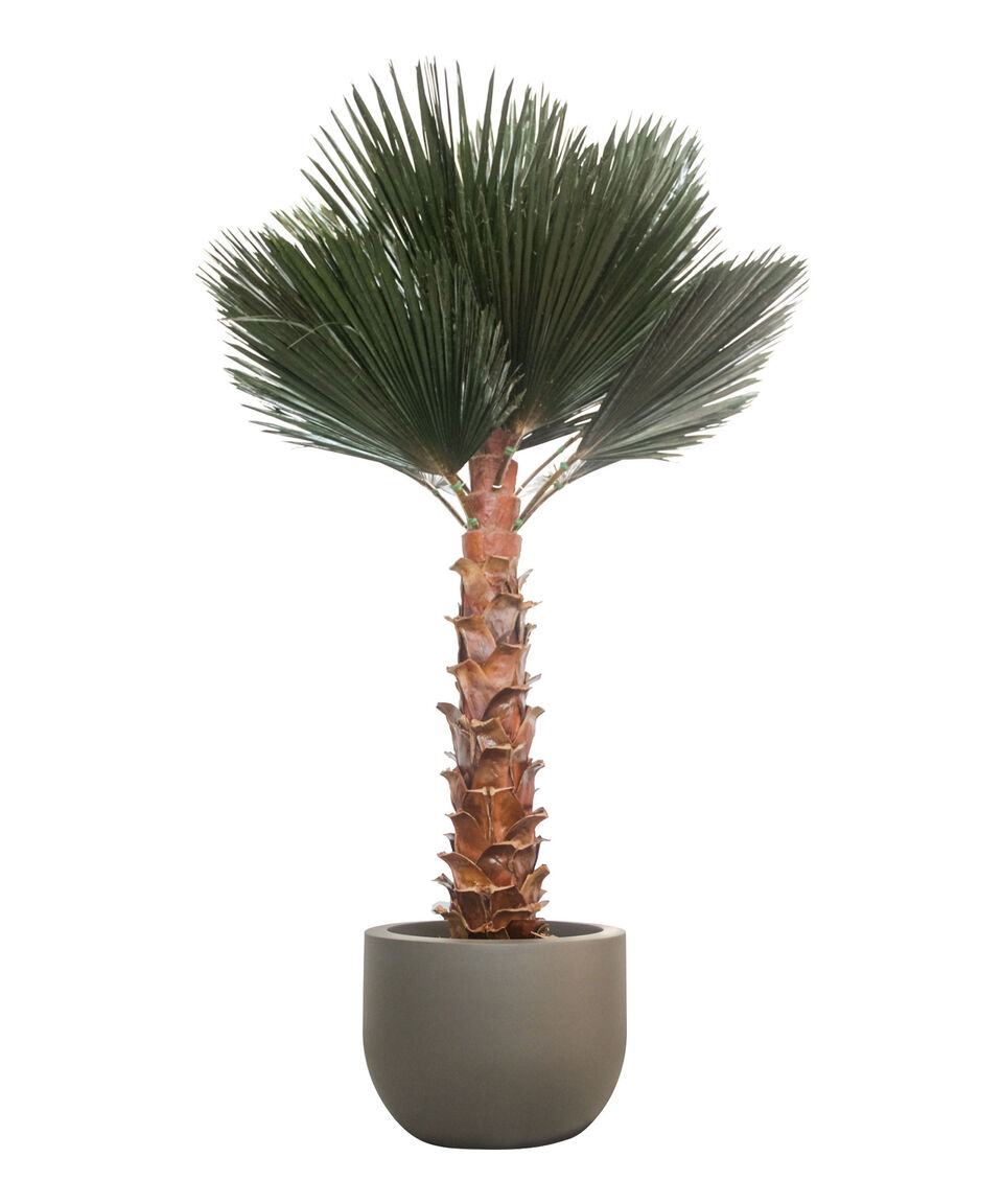 Jaresa Palma Washingtonia 2.40 m en fibra de vidrio