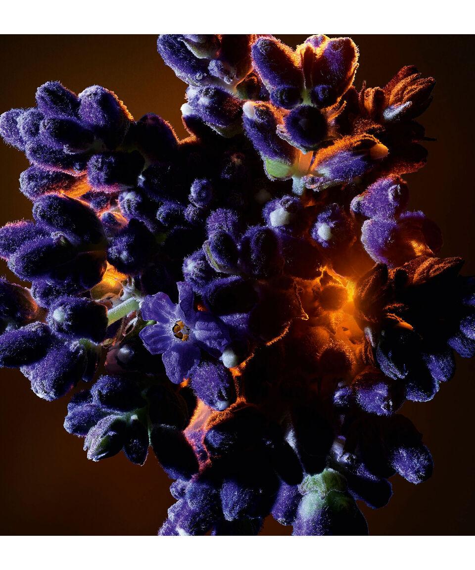 Yves Saint Laurent Perfume Flowers And Flames Eau De Parfum 90 Ml Para Mujer