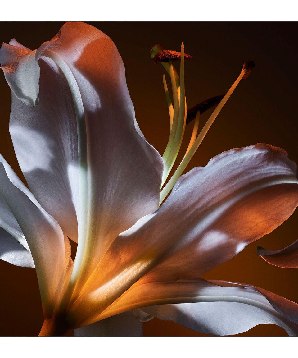 Yves Saint Laurent Perfume Flowers And Flames Eau De Parfum 90 Ml Para Mujer