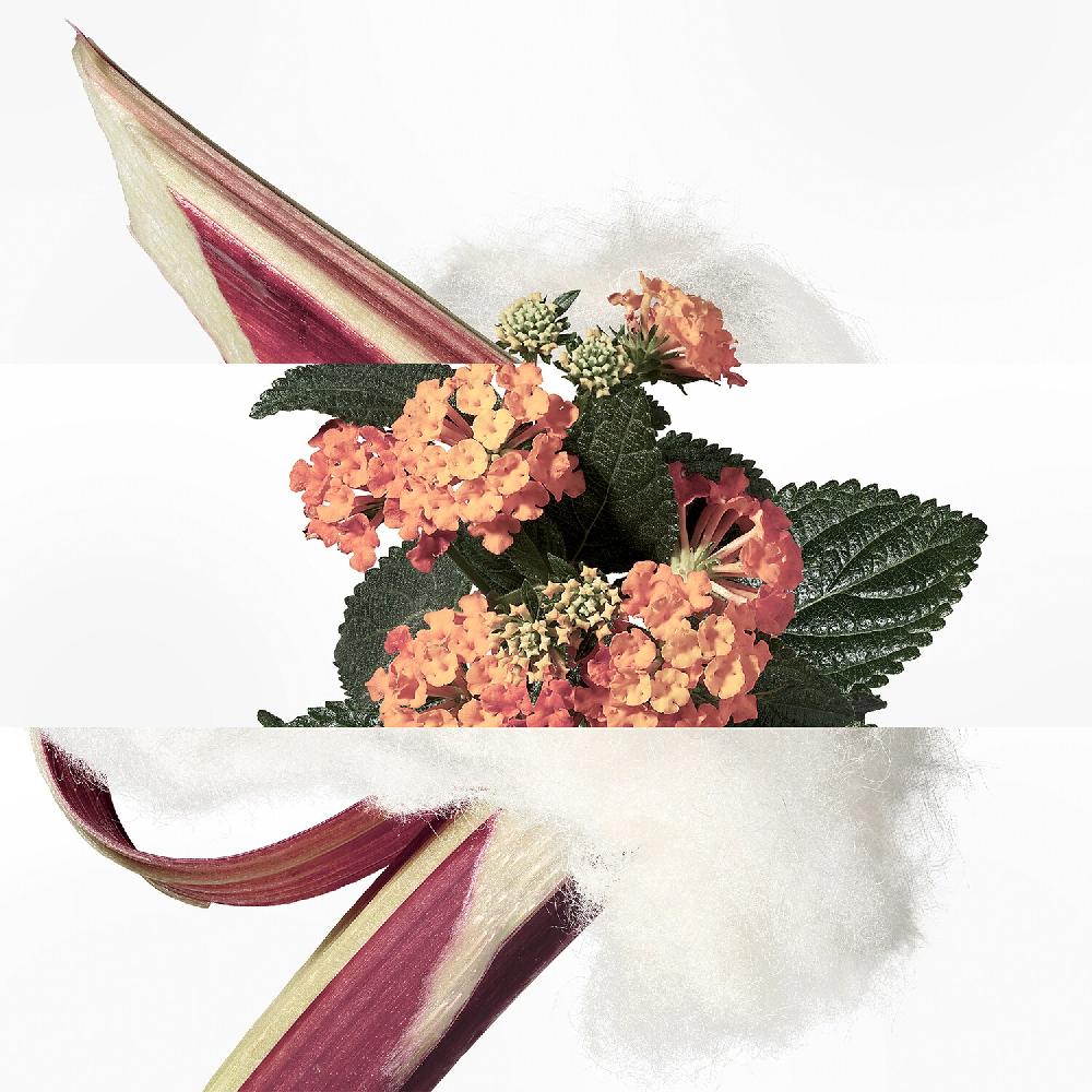 Hermès Eau De Rhubarbe écarlate - Eau De Cologne