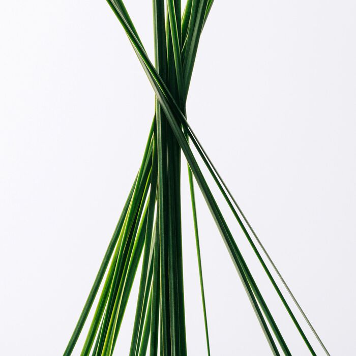 Loewe Loewe Esencia - Cofre Eau De Toilette