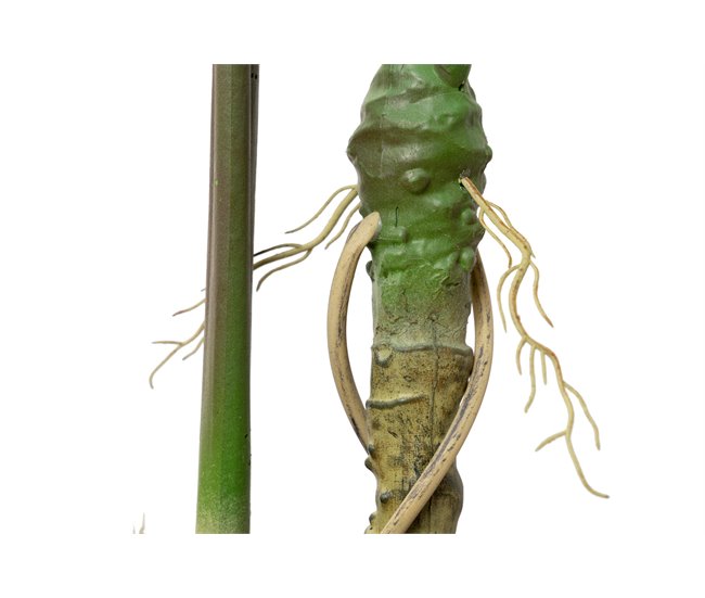 Conforama Arbol Alocasia Sarian Con Maceta 80x80x95 Cm