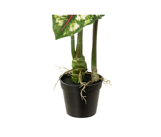 Conforama Arbol Caladium Bicolor Con Maceta 50x50x70 Cm