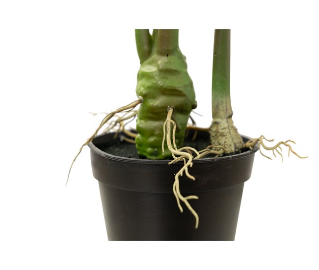 Conforama Arbol Caladium Bicolor Con Maceta 50x50x70 Cm