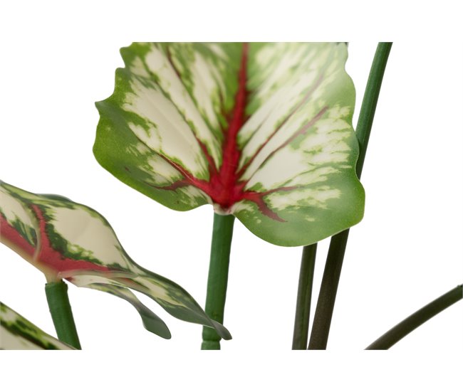 Conforama Arbol Caladium Bicolor Con Maceta 50x50x70 Cm