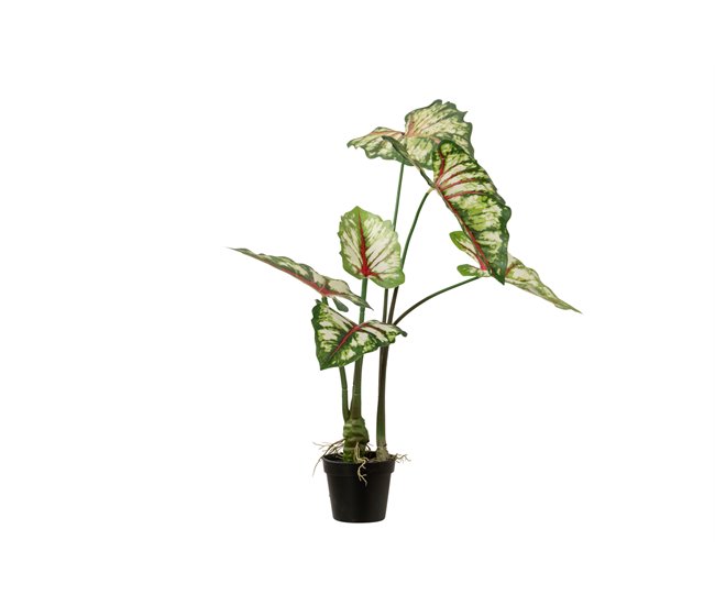 Conforama Arbol Caladium Bicolor Con Maceta 50x50x70 Cm