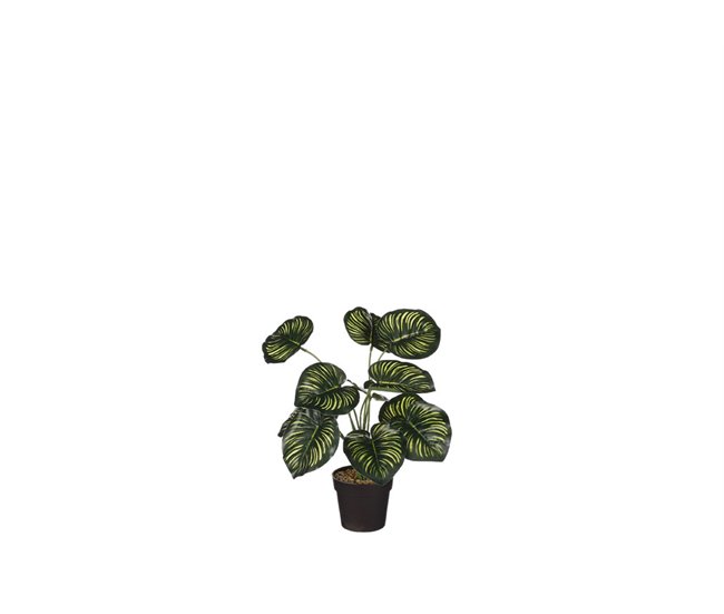 Conforama Planta Artificial CALATHEA Marca MYCA