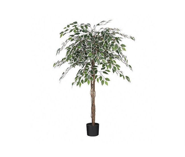Conforama Planta Artificial FICUS Marca MYCA