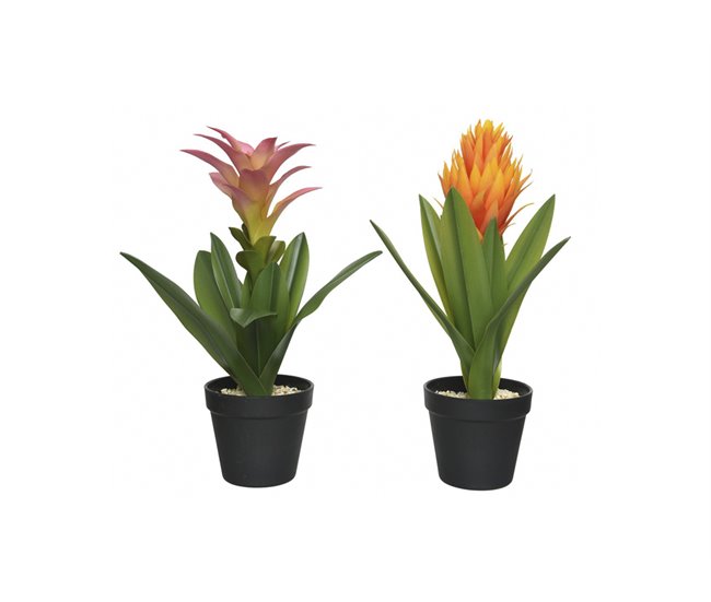 Conforama Planta BROMELIA 40cm Colores Surtidos