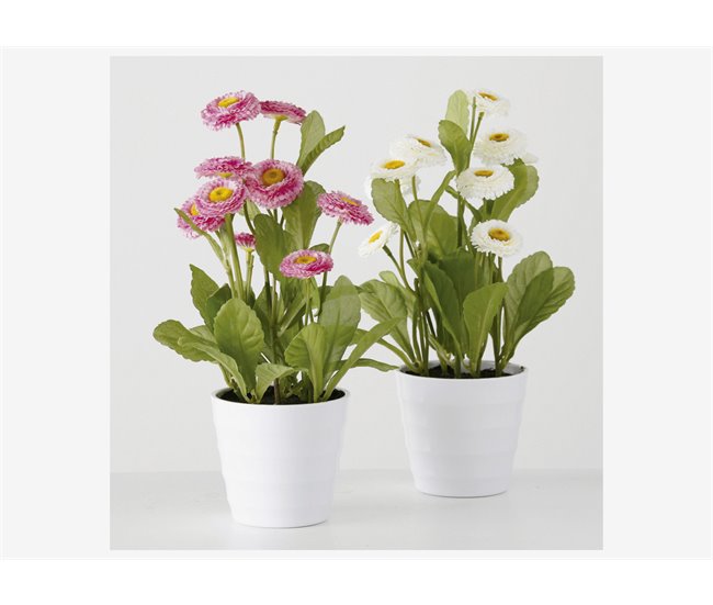 Conforama Planta en maceta BELLIS surtido