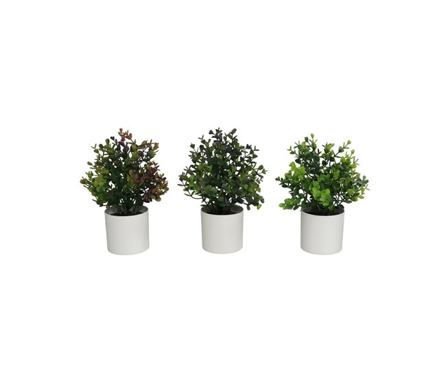 Conforama Planta GUYL Surtida Marca GERIMPORT