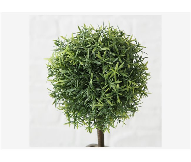 Conforama Planta LITO Surtida Marca BOLTZE