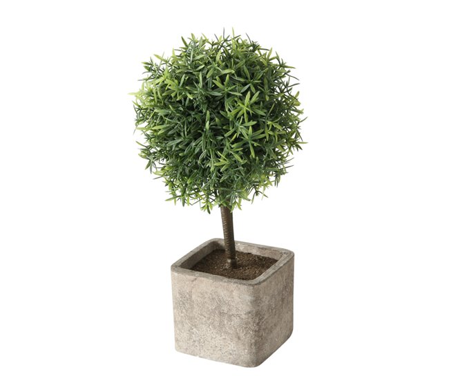 Conforama Planta LITO Surtida Marca BOLTZE