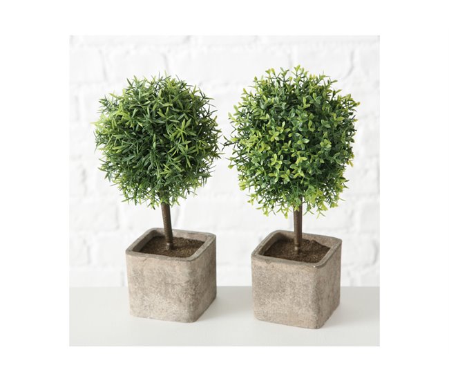 Conforama Planta LITO Surtida Marca BOLTZE