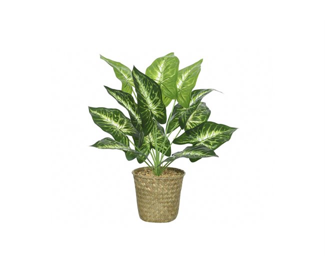 Conforama Planta CALATHEA 42cm Con Macetero De Mimbre