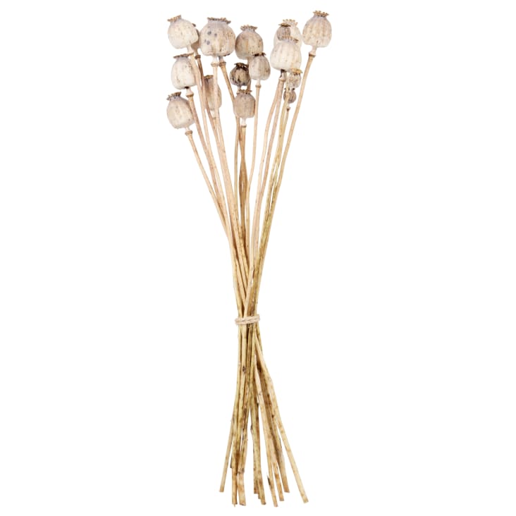 Maisons du Monde PAVOTS - Ramillete de amapolas secas marrón