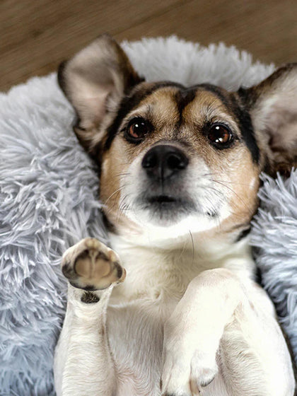 Westwing Cama Para Mascotas De Borreguillo Fluffy Tamaños Diferentes
