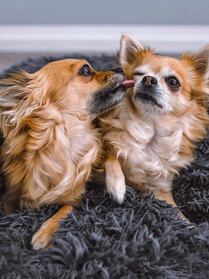Westwing Cama Para Mascotas De Borreguillo Fluffy Tamaños Diferentes