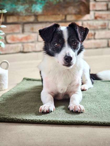 Westwing Colcha Para Mascotas Con Reverso Antideslizante Teddy Tamaños Diferentes
