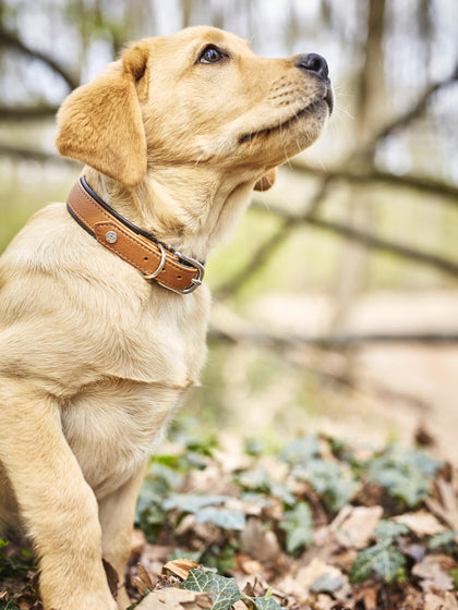 Westwing Collar Para Mascotas De Cuero Napa Artesanal Amici Tamaños Diferentes