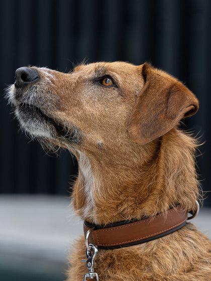 Westwing Collar Para Mascotas De Cuero Napa Artesanal Amici Tamaños Diferentes