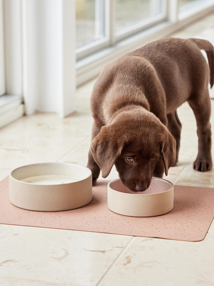 Westwing Comederos Para Mascotas Sia Tamaños Diferentes