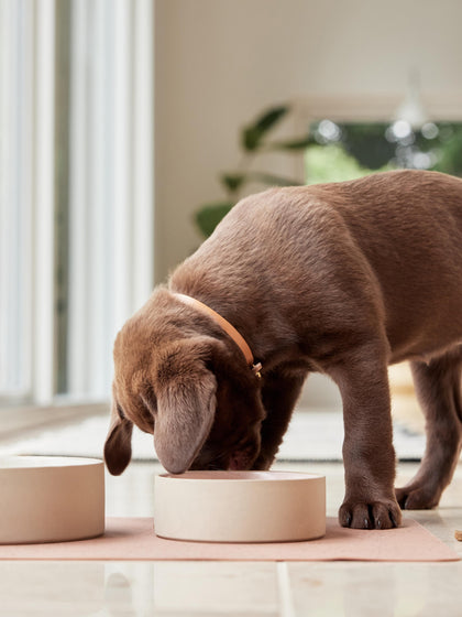 Westwing Comederos Para Mascotas Sia Tamaños Diferentes