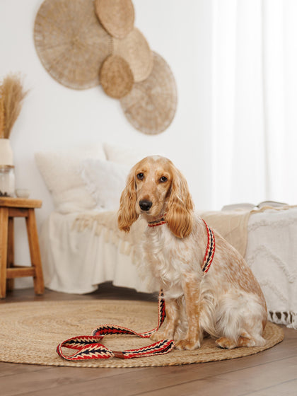 Westwing Correa Para Mascotas Artesanal Peruvian Arrov
