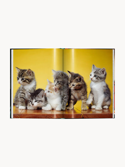 Westwing Libro Ilustrado Cats. Photographs 1942–2018