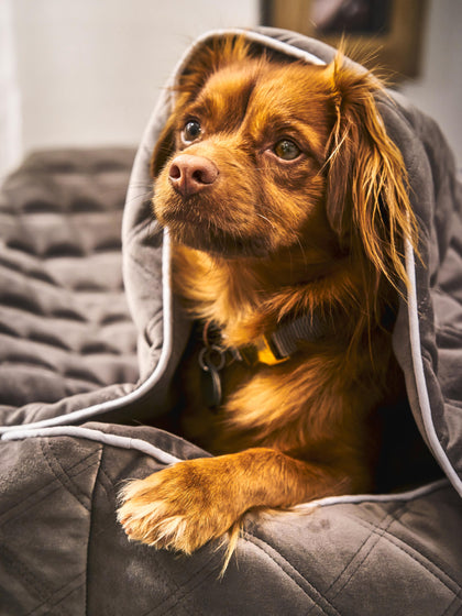 Westwing Manta Acolchada Para Mascotas Oxford Tamaños Diferentes