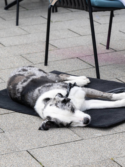 Westwing Manta Para Mascotas De Borreguillo Con Reverso Antideslizante Tamaños Diferentes