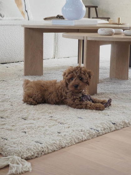 Westwing Juguete Para Perros Otto
