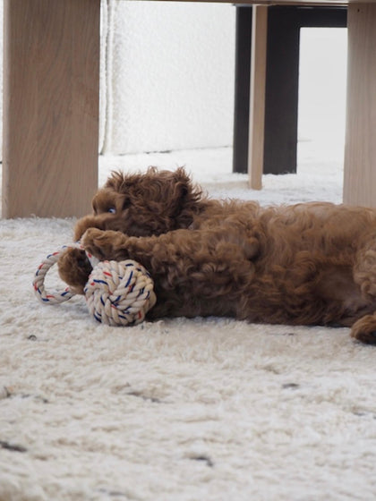 Westwing Juguete Para Perros Otto