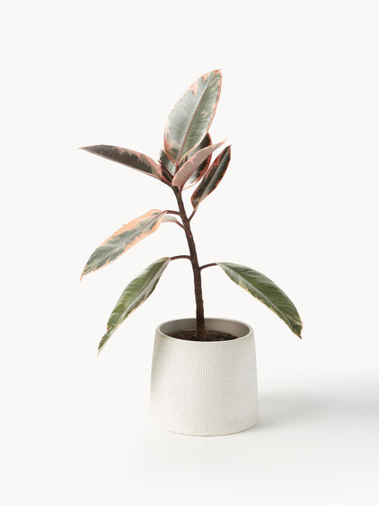Westwing Macetero Benedita 13 Cm