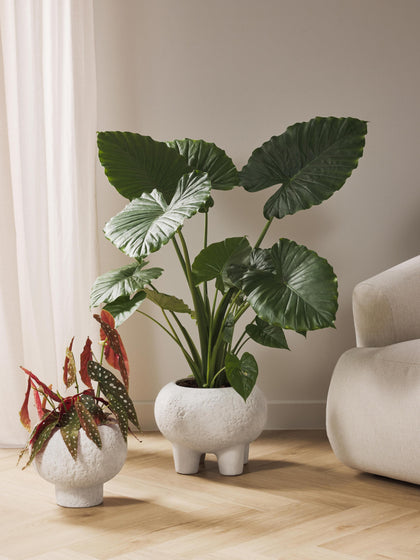 Westwing Macetero De Gres Elm 27 Cm