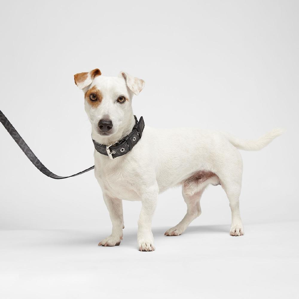 Fendi Correa Para Perro