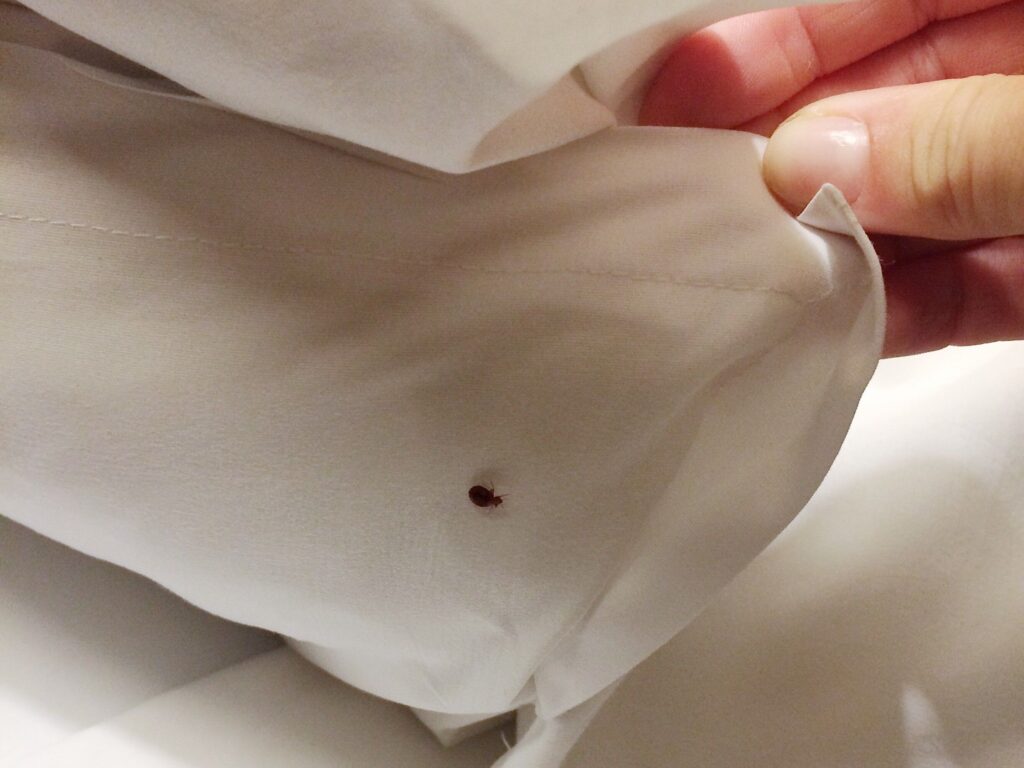 Mimub Chinches Muestran Mayor Resistencia a Insecticidas Revela Estudio Innovador