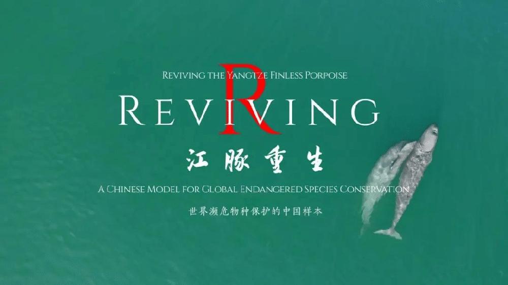 Mimub El Misterio del Delfín Sin Aleta del Yangtsé: Un Documental Revelador