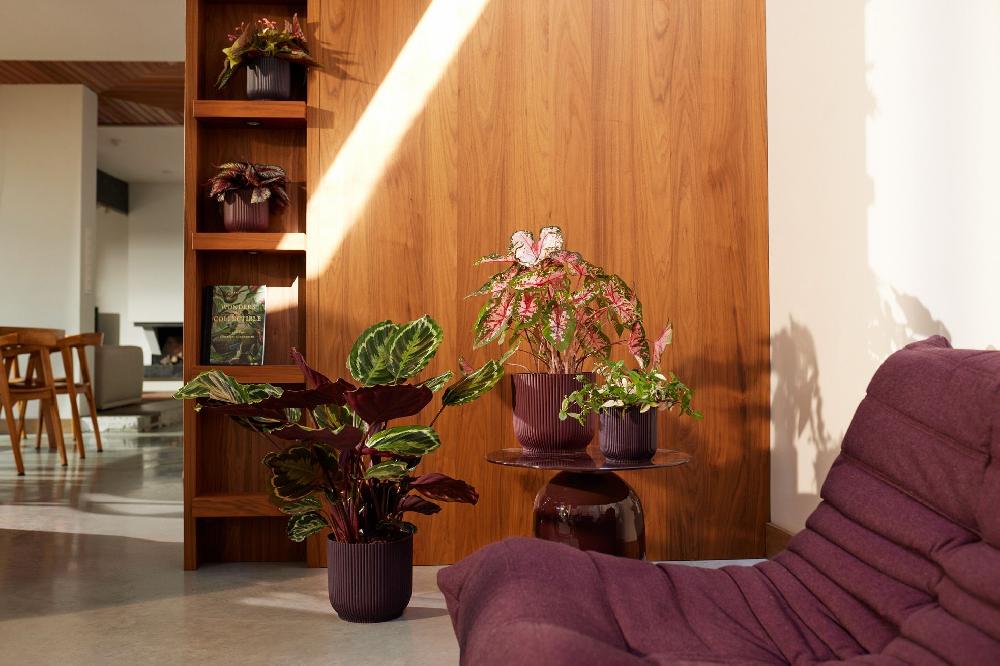 Mimub Elho Lanza Sus Nuevas Colecciones De Macetas Para Interiores