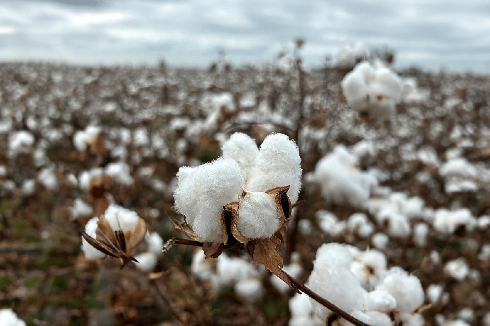 Mimub Eucotton: Transformando El Sector Algodonero Europeo En Tres Años Y Con 200 Millones De Personas Impactadas