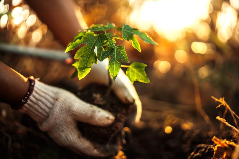 Mimub Grupo Esneca Formación Apadrina 88 Árboles y Fortalece su Compromiso con la Sostenibilidad